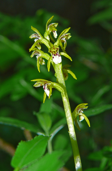 Tante, tantissime Corallorhiza trifida